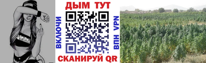 где продают   Усть-Джегута  МАРИХУАНА планчик 